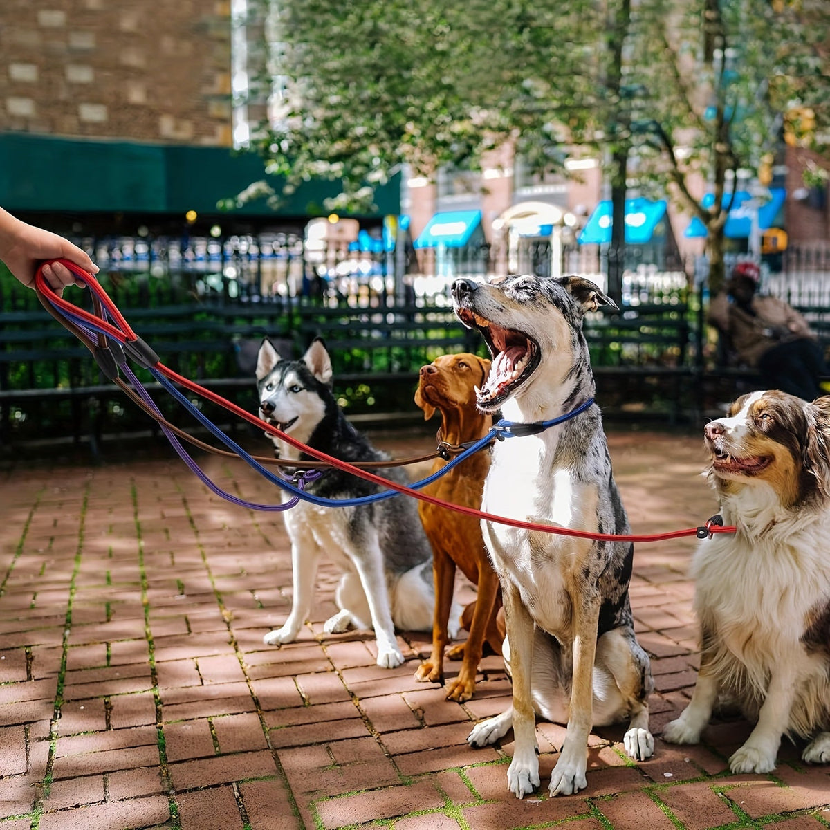 5-Pack Slip Lead Dog Leash - Nylon Rope Training Leads for Dogs of All Sizes, Durable Strong Dog Training Leash Set for Puppy Small Medium Large Dogs, Vet & Shelter Favorite