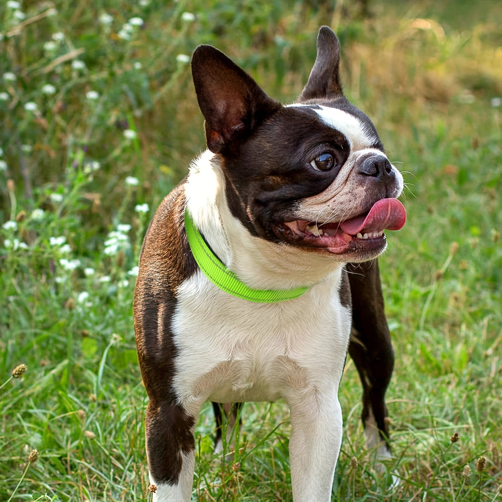 Reflective Neoprene Dog Collar with Comfort Padding - Adjustable Elastic Fit for Medium & Large Breed Dogs, Soft Padded Safety Collar for Training & Walking with High-Visibility Reflective Strip for Night Safety